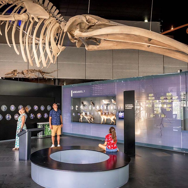 Visiter-Toulouse-Museum-4 Visiter-Toulouse-Museum-4